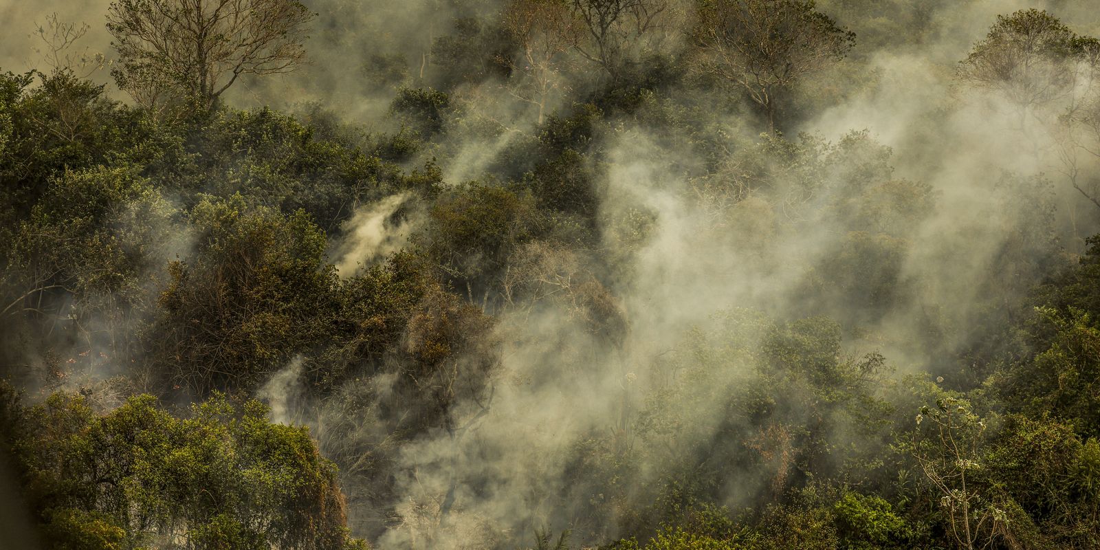 Três onças foram encontradas mortas devido ao fogo no Pantanal